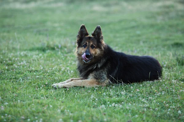 Alman çoban köpek yaladı yeşil çim üzerinde yalan — Stok fotoğraf