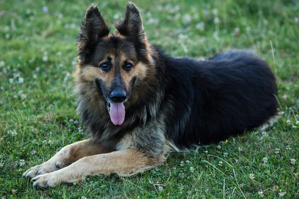 Alman çoban köpeği yeşil çimlerin üzerinde yatıyor. — Stok fotoğraf