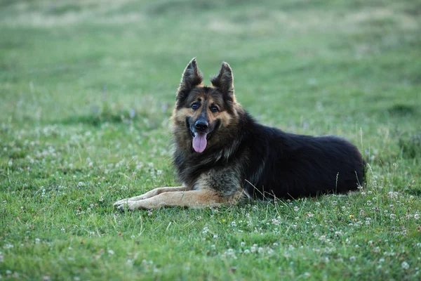 Tyska herde hund liggande på det gröna gräset — Stockfoto