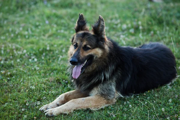 Alman çoban köpeği yeşil çimlerin üzerinde yatıyor.
