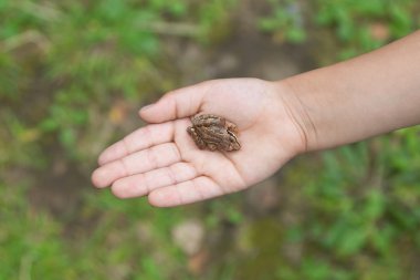 Çocuk küçük bir kurbağa avuç içinde tutar.
