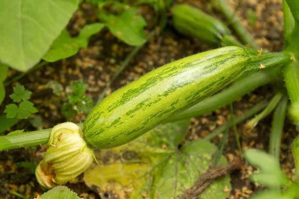 Genç kabak bitki growing.in Bahçe 