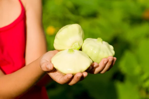 Genç organik yeşil squashes holding eller