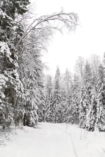 Minimalist Kış Manzarası Donmuş Ağaçlar Ormanda Karlı Bir Yol — Stok fotoğraf
