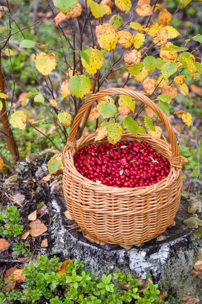 Kuzey sonbahar ormanında kırmızı yaban mersini dolu sepet dikey. 