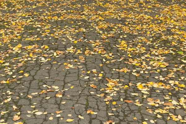 Feuilles tombées sur l'asphalte — Photo