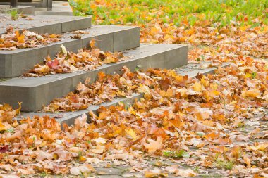 Sonbahar. Merdivenlerden düşmüş yapraklar