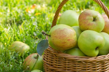 Organik yeşil elma yeşil çimenlerin üzerinde weacker sepet içinde yakın çekim