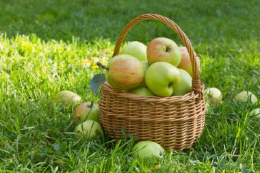 Yeşil çimenlerin üzerinde bir hasır sepet içinde organik yeşil elma