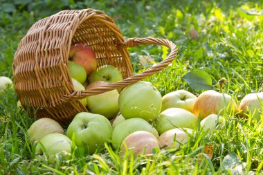 Sepetten dökülen organik yeşil elma