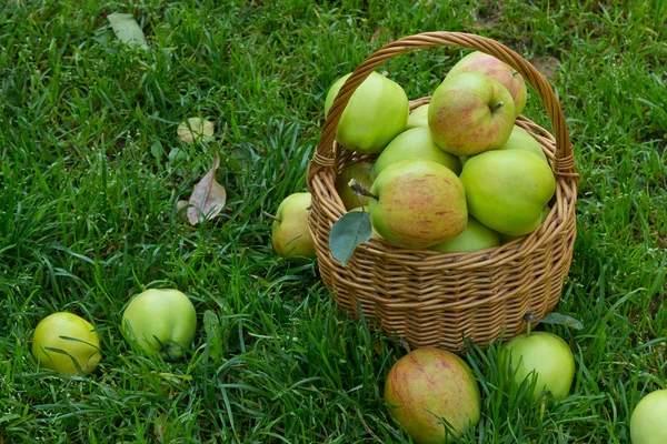 Maçãs verdes orgânicas em uma cesta de vime — Fotografia de Stock