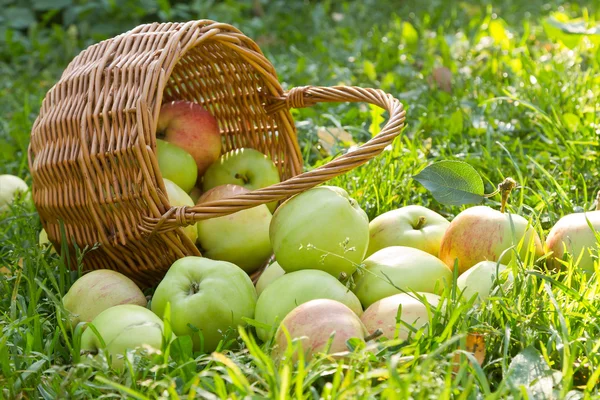 Sepetten dökülen organik yeşil elma
