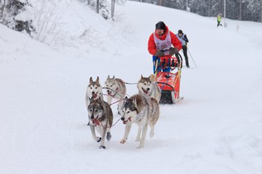 Kızak köpeği ırk, köpek takım yolda çalışan skijoring yarışma sırasında