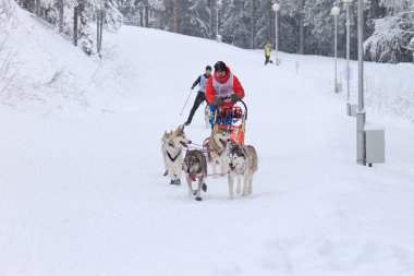 Kızak köpeği ırk, köpek takım kış yolda çalışan skijoring yarışma sırasında