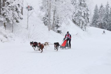 Kızak köpeği ırk, yarışma sırasında köpek takım