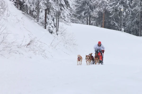 Sled Dog Race, driver and dogs during the competition