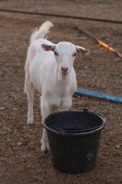 Keçi kovanın yanında duruyor.