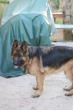 Çiftlikte çoban köpeği