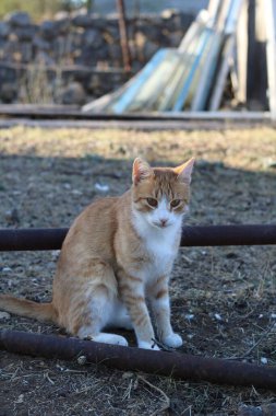 Yerde oturan kızıl bir kedinin portresi.