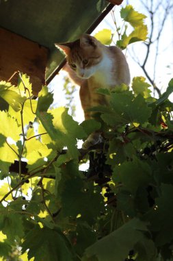 Asma üzümlü zencefilli ev kedisi
