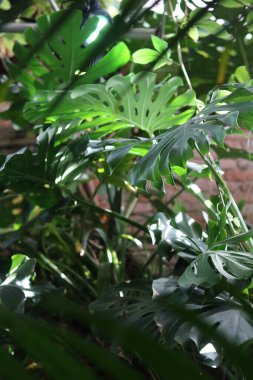 Güzel palmiye yaprakları, ev bitkileri