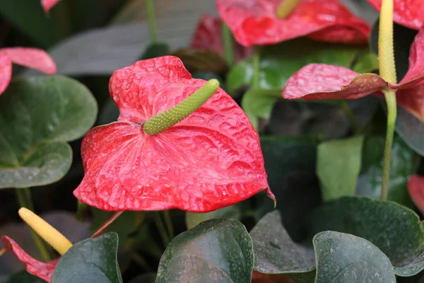 evergreen plant anthurium with a red flower.