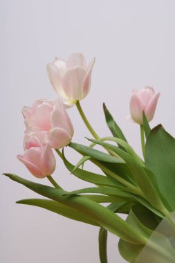 Bir buket taze pembe lale.