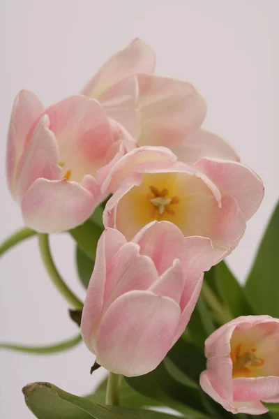 Boeket van de lente delicate roze tulpen — Stockfoto