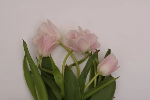 Букет весенних нежных розовых тюльпанов — стоковое фото