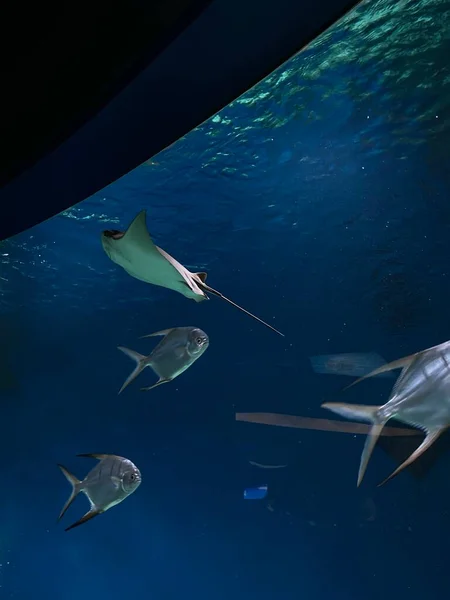 Verschillende Vissen Zwemmen Achter Glas Het Aquarium — Stockfoto