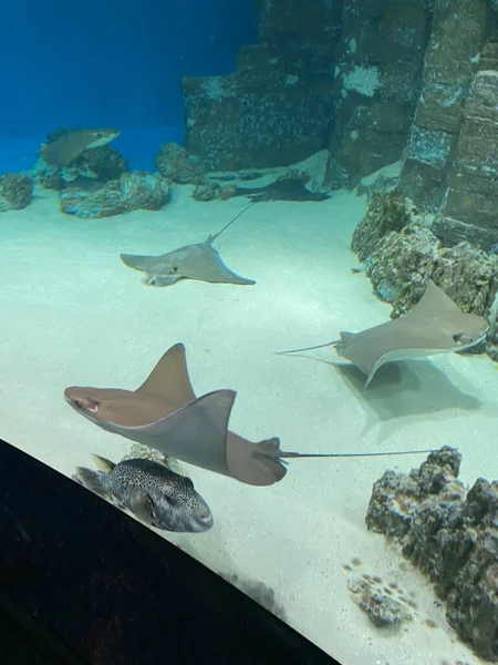 Diferentes Peixes Nadam Atrás Vidro Aquário — Fotografia de Stock