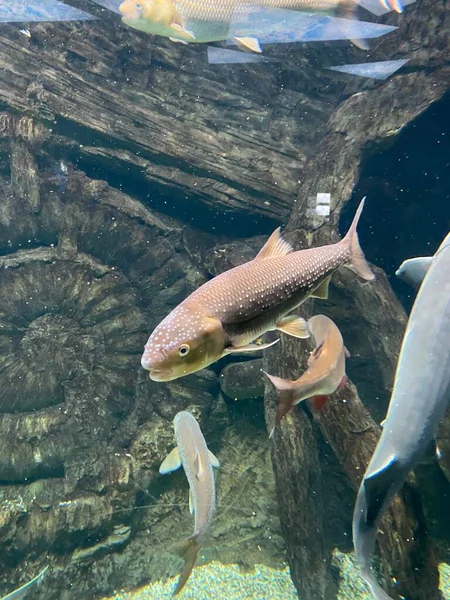 水族館では魚がガラスの後ろを泳ぎ — ストック写真