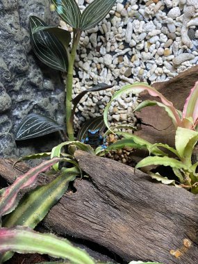 Akvaryumda camların arkasında farklı balıklar yüzer.