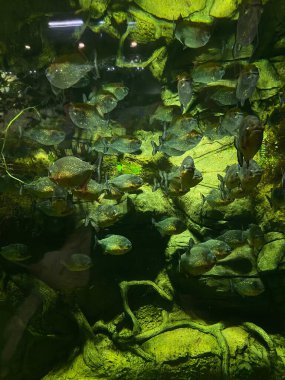 Akvaryumda camların arkasında farklı balıklar yüzer.