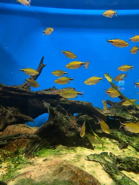 Diversi Pesci Nuotano Dietro Vetro Nell Acquario — Foto Stock