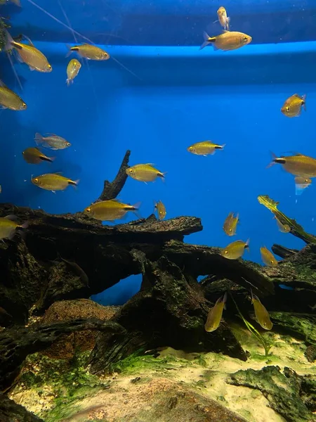Różne Ryby Pływają Szkłem Akwarium — Zdjęcie stockowe