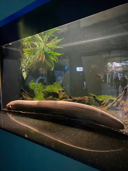 Diferentes Peces Nadan Detrás Del Vidrio Acuario —  Fotos de Stock