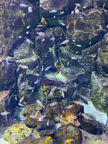 Verschillende Vissen Zwemmen Achter Glas Het Aquarium — Stockfoto