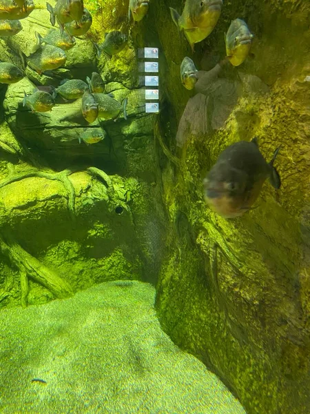 Akvaryumda Camların Arkasında Farklı Balıklar Yüzer — Stok fotoğraf