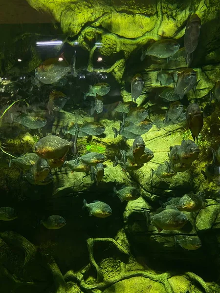 Différents Poissons Nagent Derrière Verre Dans Aquarium — Photo