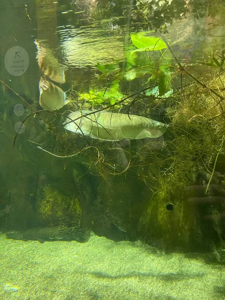 Verschillende Vissen Zwemmen Achter Glas Het Aquarium — Stockfoto