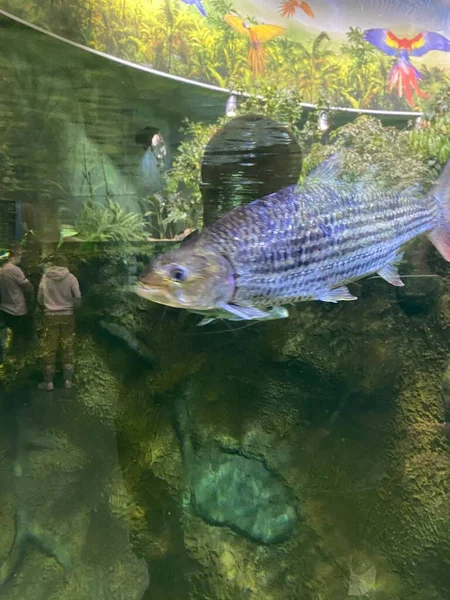 水族館では魚がガラスの後ろを泳ぎ — ストック写真