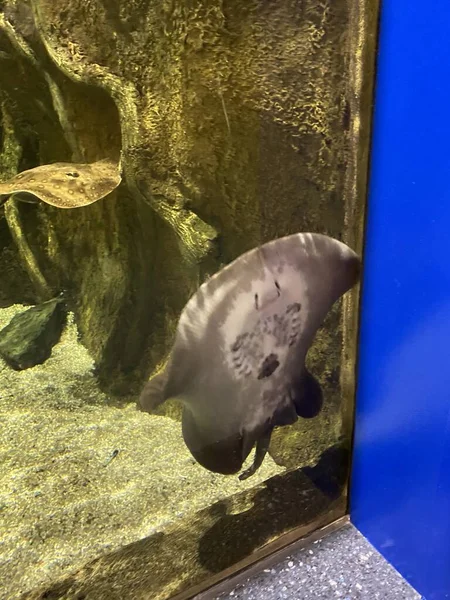 水族館では魚がガラスの後ろを泳ぎ — ストック写真