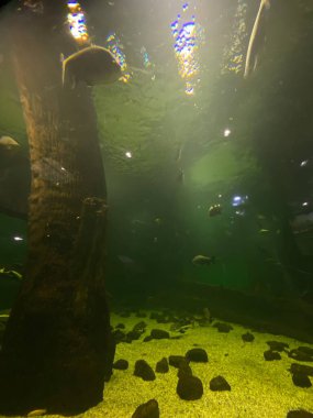 Akvaryumda camların arkasında farklı balıklar yüzer.