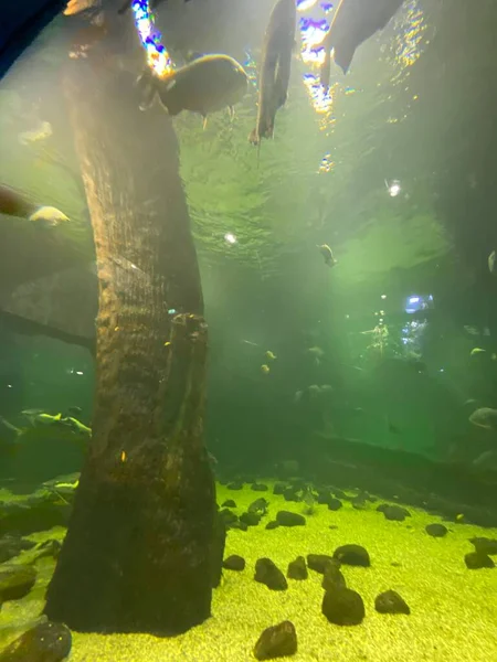 Diversi Pesci Nuotano Dietro Vetro Nell Acquario — Foto Stock