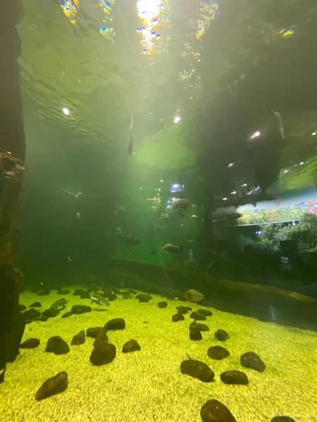 Diferentes Peces Nadan Detrás Del Vidrio Acuario —  Fotos de Stock