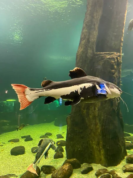 Różne Ryby Pływają Szkłem Akwarium — Zdjęcie stockowe