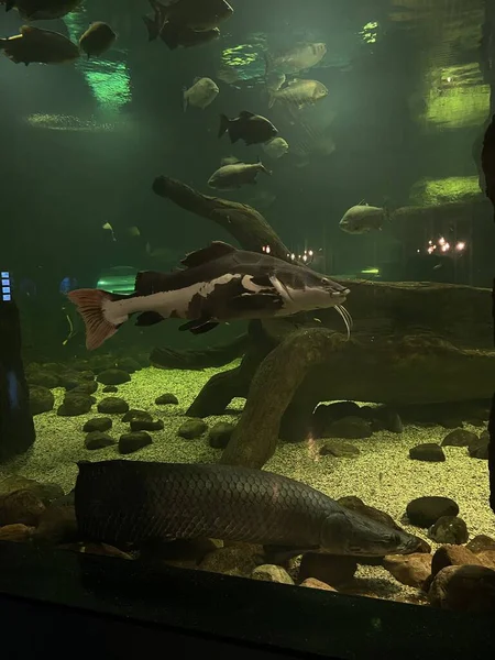 Diferentes Peces Nadan Detrás Del Vidrio Acuario —  Fotos de Stock