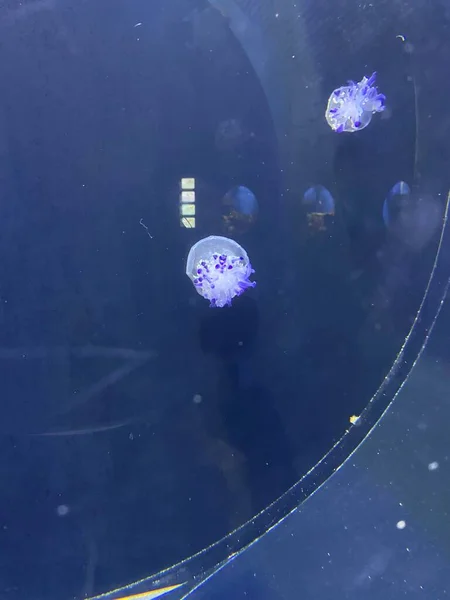 Diferentes Peces Nadan Detrás Del Vidrio Acuario —  Fotos de Stock