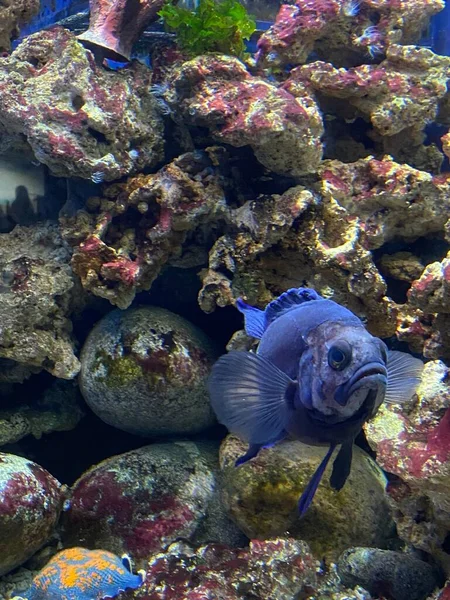 Diversi Pesci Nuotano Dietro Vetro Nell Acquario — Foto Stock